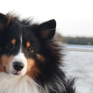 Meet your Posher, Tammy dial